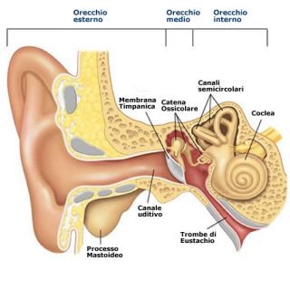 orecchio_normale-320x320