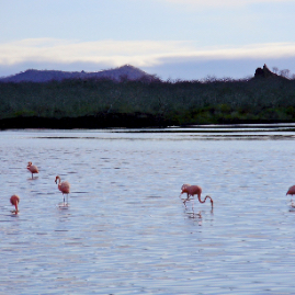 Galapagos_280809_3767