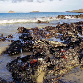 Galapagos_280809_3796