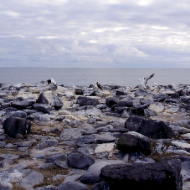 Galapagos_290809_4105