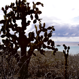 Galapagos_300809_4157