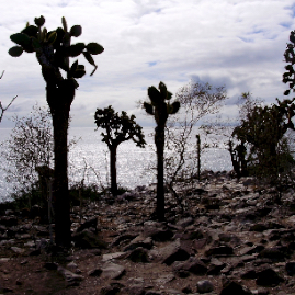 Galapagos_300809_4172