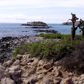 Galapagos_300809_4191