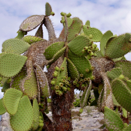 Galapagos_300809_4236