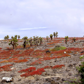 Galapagos_300809_4238