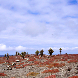 Galapagos_300809_4240