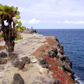 Galapagos_300809_4242