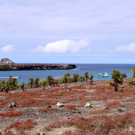 Galapagos_300809_4249