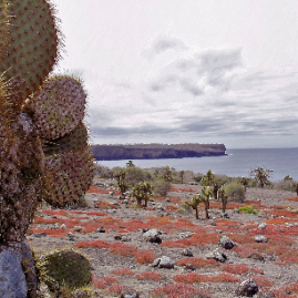 Galapagos_300809_4250