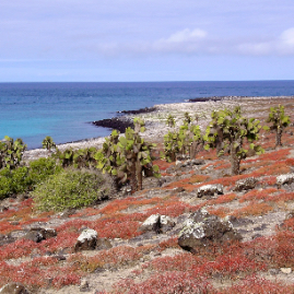 Galapagos_300809_4267