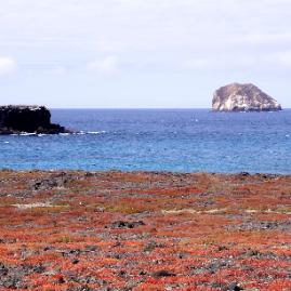 Galapagos_300809_4278