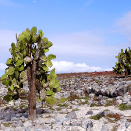 Galapagos_300809_4301