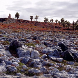 Galapagos_300809_4302