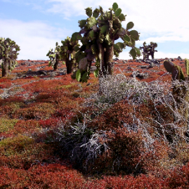 Galapagos_300809_4306