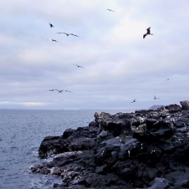 Galapagos_310809_4352