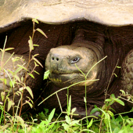 Galapagos_270809_3605