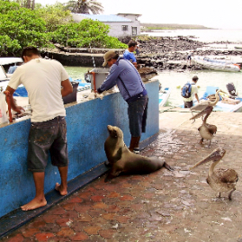 Galapagos_270809_3486