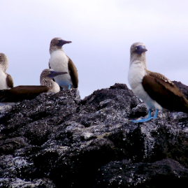 Galapagos_280809_3675