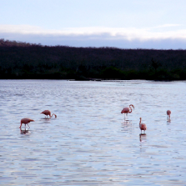 Galapagos_280809_3765