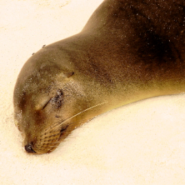 Galapagos_290809_3887