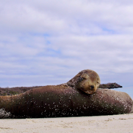 Galapagos_290809_3892