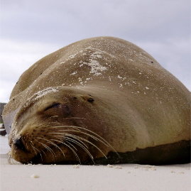 Galapagos_290809_3905