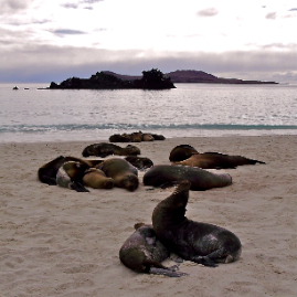 Galapagos_290809_3920