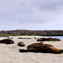 Galapagos_290809_3921