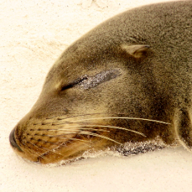 Galapagos_290809_3932