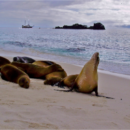 Galapagos_290809_3940