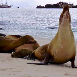 Galapagos_290809_3942