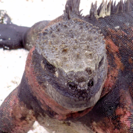 Galapagos_290809_3965