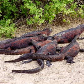 Galapagos_290809_3985