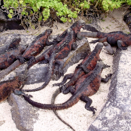 Galapagos_290809_3993