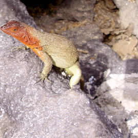 Galapagos_290809_4001