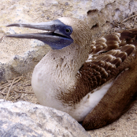 Galapagos_290809_4004