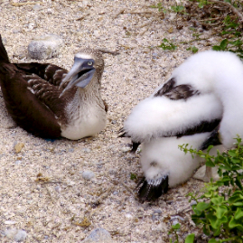 Galapagos_290809_4018