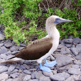 Galapagos_290809_4024