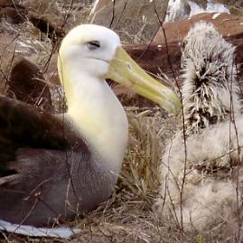 Galapagos_290809_4039