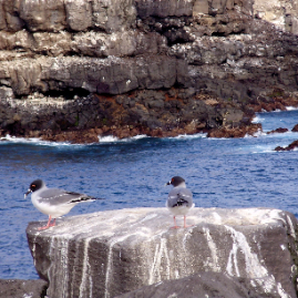 Galapagos_290809_4051