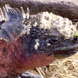 Galapagos_290809_4056