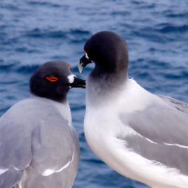 Galapagos_290809_4069