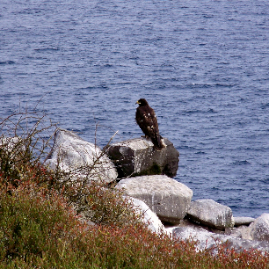 Galapagos_290809_4072