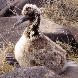 Galapagos_290809_4078