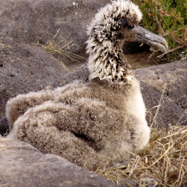 Galapagos_290809_4079