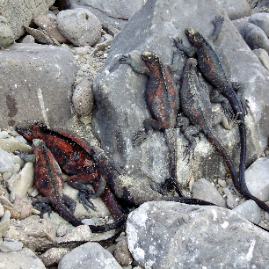 Galapagos_290809_4100