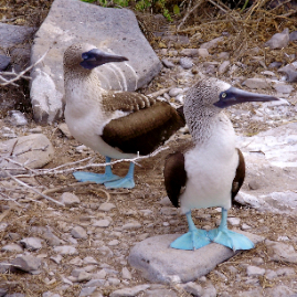 Galapagos_290809_4109