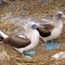 Galapagos_290809_4115