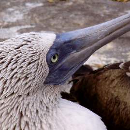 Galapagos_290809_4116