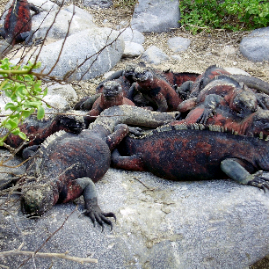 Galapagos_290809_4120